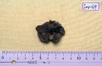藏品(碎骨片)的圖片